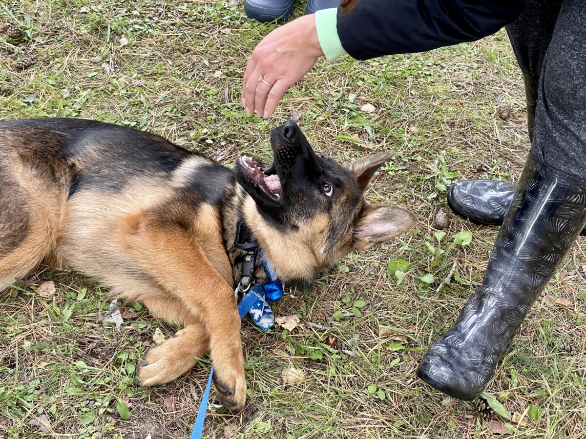 Autor: Sergei Vahnitski