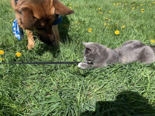 Autor: Sergei Vahnitski